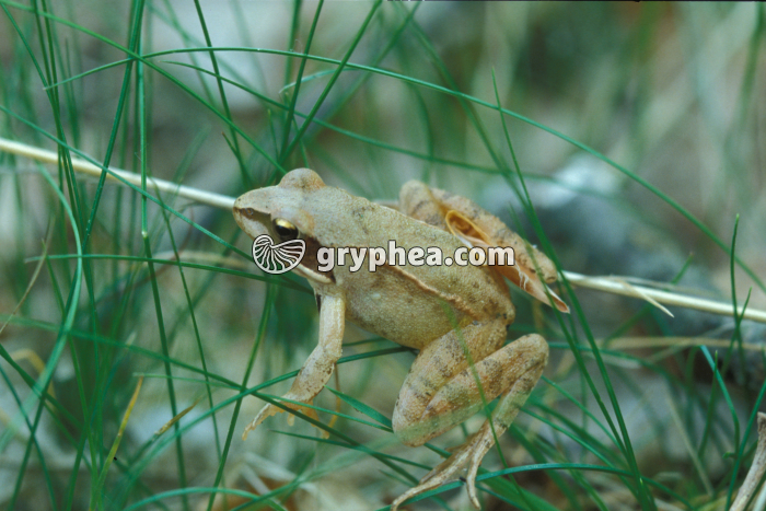 Grenouille agile - gryphea.com